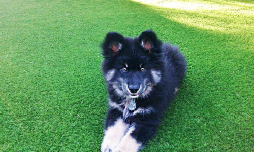 dog on pet-friendly artificial grass