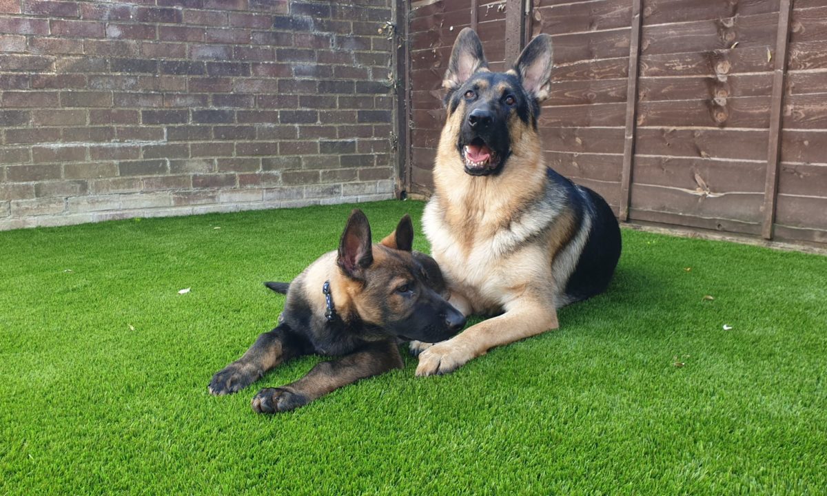 dog-friendly artificial grass